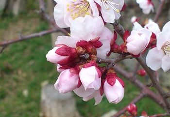 「梅は岡本、桜は吉野、みかん紀の国、栗丹波」と詠われ、古来から梅林の名所として知られている岡本。なんと羽柴(豊臣)秀吉も来訪したことがあるそうですよ。時代を経て荒廃した梅林を偲び、昭和50年（1975年）に保久良神社境内に梅林を植樹し、昭和56年に岡本梅林公園として再生した梅の名所です。
