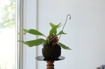 もふもふ、ころりん。愛らしい「苔玉（こけだま）」をおうちに迎えよう♪