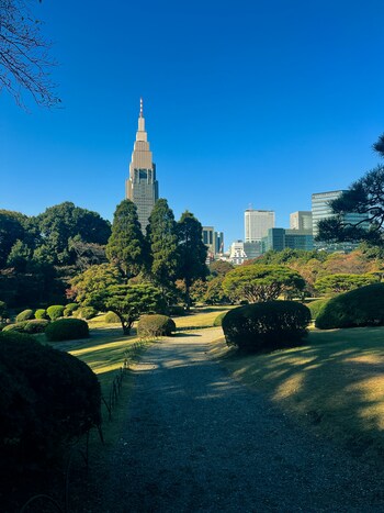近代的な高層ビルを背景に、緑豊かな美しい庭園が広がる「新宿御苑」。江戸時代に大名屋敷があった場所で、明治には皇室庭園に、戦後からは一般公開されている歴史の長い庭園です。ヨーロッパ式の庭園と日本庭園を組み合わせた作りは珍しく、エリアによって全く違う雰囲気を楽しめます。