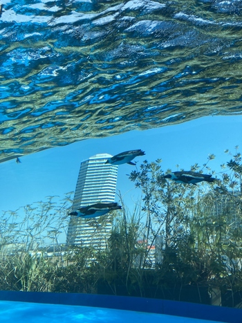 「サンシャイン水族館」は複合商業施設「サンシャインシティ」内にある水族館です。建物の屋上という珍しい立地を活かし、高層ビルを背景に空を飛ぶように泳ぐペンギンなど、ユニークな展示施設が話題となっています。