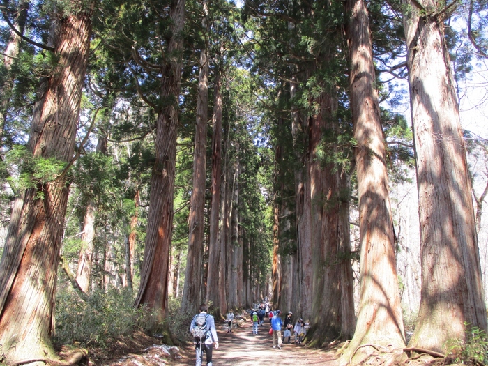 善光寺参りと共に参拝したい戸隠神社。樹齢1000年を超すという杉や、約2km続く杉並木は圧倒的な迫力と美しさ。善光寺と共に、戸隠も有数のパワースポットとして数えられています。