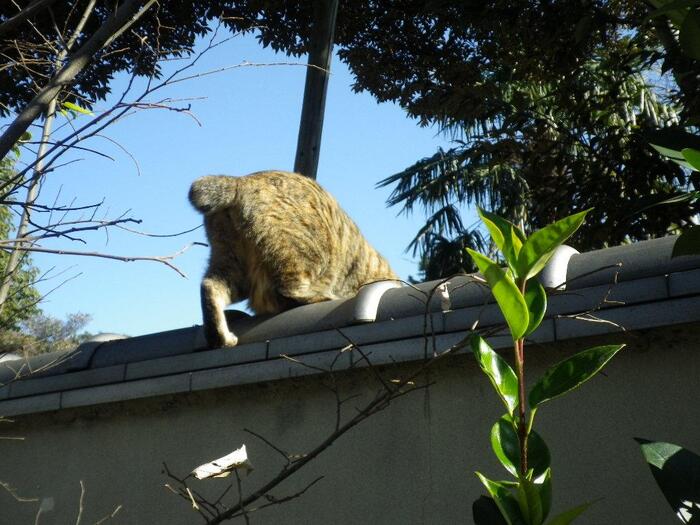 徳川慶喜も眠る谷中霊園。ここでも猫がよく寝ています。