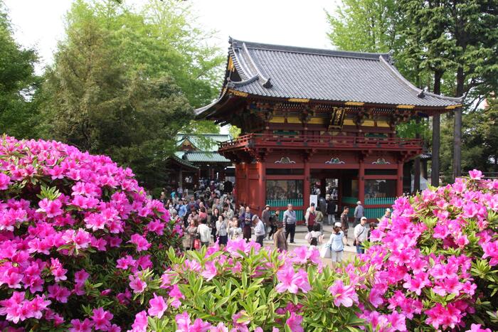 春にはつつじ祭りでにぎわう根津神社にもぶらりと散歩♪乙女稲荷にある千本鳥居も名物です。