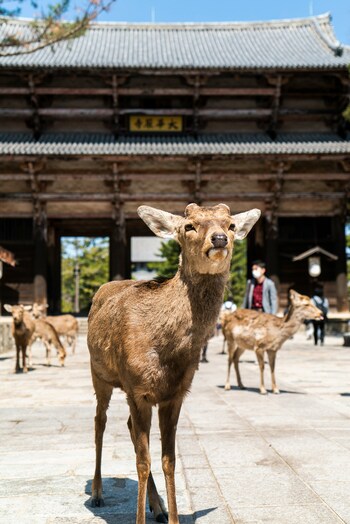 奈良公園は、奈良の入り口とも言えるエリア。奈良の観光では外せない場所ですよ。東大寺に行って、奈良の大仏さんにご挨拶したりするのもおすすめ。
ぜひ奈良公園の観光プランもしっかり練って、ちょっと空腹にして、本記事でご紹介する美味しいランチのお店へと足を運んでみましょう♪ きっとお料理の美味しさが倍増します*