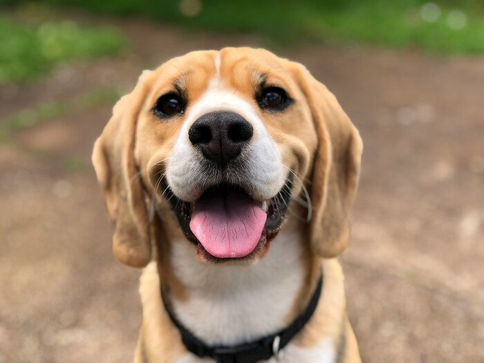 いかがだったでしょうか?鎌倉は犬にも人にも優しい街です。今度の週末はワンちゃんも一緒に是非鎌倉に訪れてみてくださいね♪
