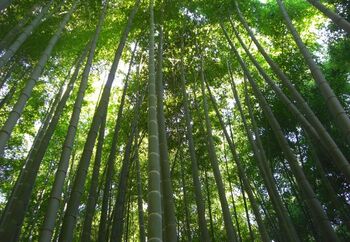 「竹の寺」でお馴染みの「報国寺」。見所満載の鎌倉では駆け足で色々まわってしまう方も多いと思いますが、今回は、鎌倉駅よりのんびりお散歩しながら「報国寺」を目指します。道中も楽しみながら訪れる報国寺へのふらり旅をご紹介したいと思います。