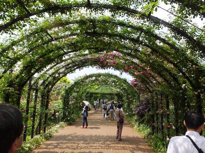 アーチは約80mほどの距離を持ち、色調を合わせた色々な種類のバラが育っています。場所により趣を変えた姿が楽しめるのは嬉しいですね。