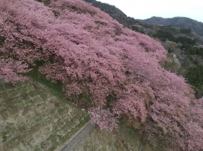 このガーデンの見どころはハーブだけではありません。3月には斜面いっぱいに植えられた河津桜が満開となるのです。河津桜と言えば本場は東伊豆ですが、松田山の桜もよく育ってきたため、新たな名所として注目されています。桜の他には、秋のコスモス、冬のクリスマスローズ、早春の菜の花が綺麗です。