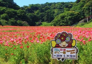 斜面一面のコスモス写真ですっかり有名になりましたくりはま花の国。京急線久里浜駅から南東へ徒歩15分、海を望む高台にある市立公園です。
前身はアメリカ軍の倉庫で、変換後に横須賀市が市立公園として整備しました。市街地からも近く、市民のいこいの場として親しまれ、春にはポピー、秋には100万本のコスモスが咲く花の名所としても知られています。