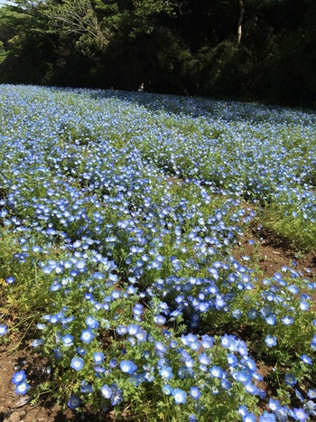 一面のネモフィラといえば茨城県のひたち海浜公園が有名ですが、近頃はこちらでも楽しめるようになりました。ゴールデンウィーク前後の時期に、コスモスと同じ斜面が蒼く染まり、早春には菜の花畑が広がります。