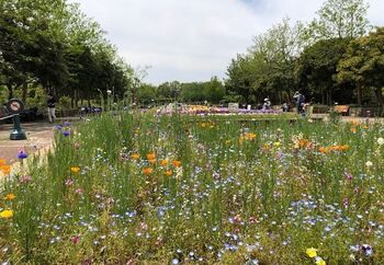 新しいショッピング施設が次々建ち注目されている藤沢市にある市立公園です。34000㎡の広さを持ち、市内の緑地確保と緊急時の避難所を兼ねて造られました。写真の「花のプロムナード」を中心に、芝生広場や樹木見本園、睡蓮と菖蒲が楽しめる池、バラ園、ハーブ園などがあります。生垣を使った迷路「生垣見本園」は子どもたちに大人気です。