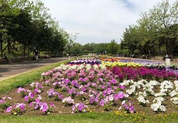 春には桜、秋にはコスモス、公園の中には池もあり、菖蒲がたくさん咲きます。池上の木道や四阿を散策しつつ、和風の景色も楽しんでみては！近くには少し早い時期に見頃を迎えるフジ棚もあります。