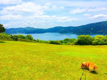 芦ノ湖や富士山などの箱根の自然をパノラマビューで楽しめる「富士芦ノ湖パノラマパーク」は、7～8月になると一斉にユリの花が咲いて「ゆり園」が開催されます。80,000平方メートルの開放感あふれる公園は、ピクニックをしたりサンシェードを広げてゆっくりしたり、多目的に楽しめる芝生公園です。園内は要リードですがドッグランもあるので、両方使い分けて遊んでみたいですね。