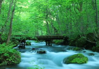 岩に苔が広がり、その上に草が生えている珍しい風景。このように奥入瀬渓流の美しさは、苔が大きな役割を果たしているんです。奥入瀬の遊歩道にまで多くの苔が広がっています。苔目線でミクロの世界を見ることで、また奥入瀬の新たな美しさに気づくことができるはずです。