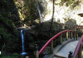 昔は修験道の場、さらにパワースポットとしても知られている埼玉県の「黒山三滝」。その岩場には多数の苔を観察することができます。