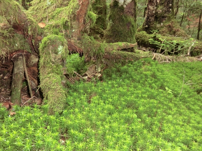 日本3大原生林のひとつでもある白駒池。苔を見ることができるスポットが10箇所あり、それぞれ趣の異なる苔を観察することができます。