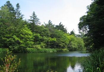 古くから避暑地や別荘地として愛され続けてきた軽井沢。静かな森や美しい滝など、豊かな自然に囲まれています。
そんな軽井沢には素敵なカフェがたくさん！その中でも特におすすめのカフェをご紹介します。