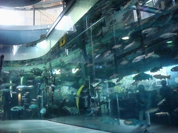 富士の湧水を使った水槽には、希少なイトウや大きなニジマスが泳いでいます。こちらはメインの「二重回遊水槽」。大型魚が外側、小さな魚は内側にと仕切られていて、奥行きある演出が特徴です。