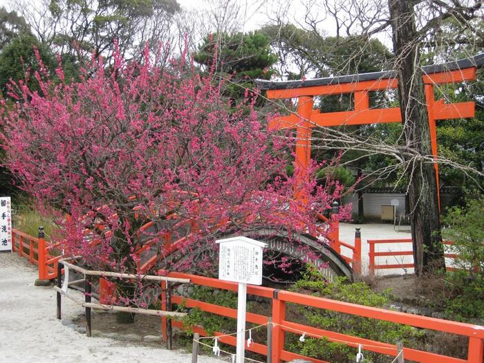 【画像は、下鴨神社の「光琳の梅」。絵師・尾形光琳の描いた、国宝『紅白梅図屏風』のモチーフとなった梅です。】