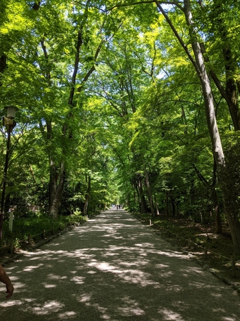 【“糺の森”は、マイナスイオンいっぱいの癒しの森】

ここ「下鴨神社」は、緑深く自然豊かな場所。“糺の森（ただすのもり）”と呼ばれる、広大な鎮守の森（社叢林）が、表参道の両側に広がっています。
