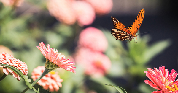花や自然に癒されて ガーデン風景が美しい 花 が印象的な映画 キナリノ