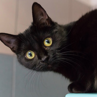 b_cat