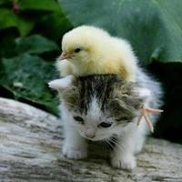 コトコト