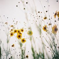 sono_n